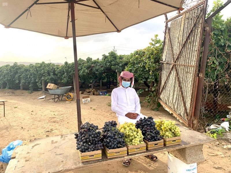 عنب نجران .. أكثر من 3 آلاف طن سنويا في الأسواق