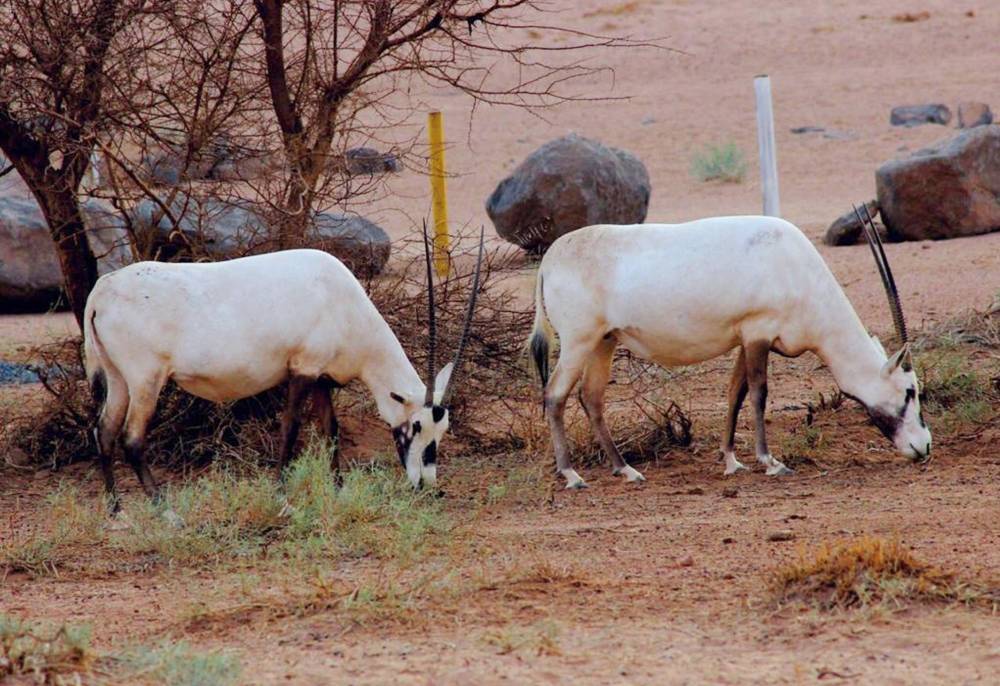 جبال السليمي .. متنزه بري لـ 13 صنفا من الحيوانات النادرة