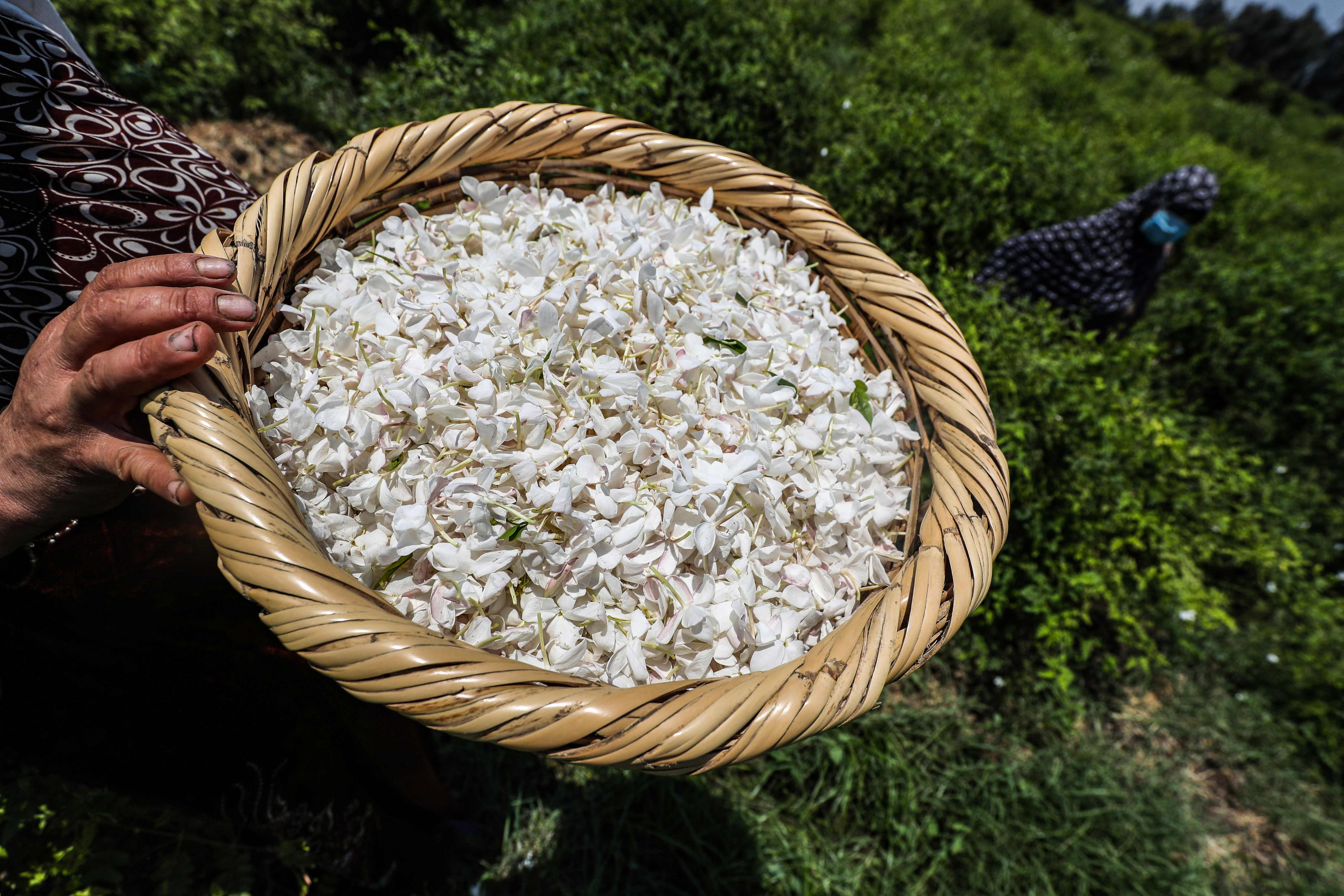 " شبرا بلولة" قرية مصرية برائحة الياسمين تعطر العالم