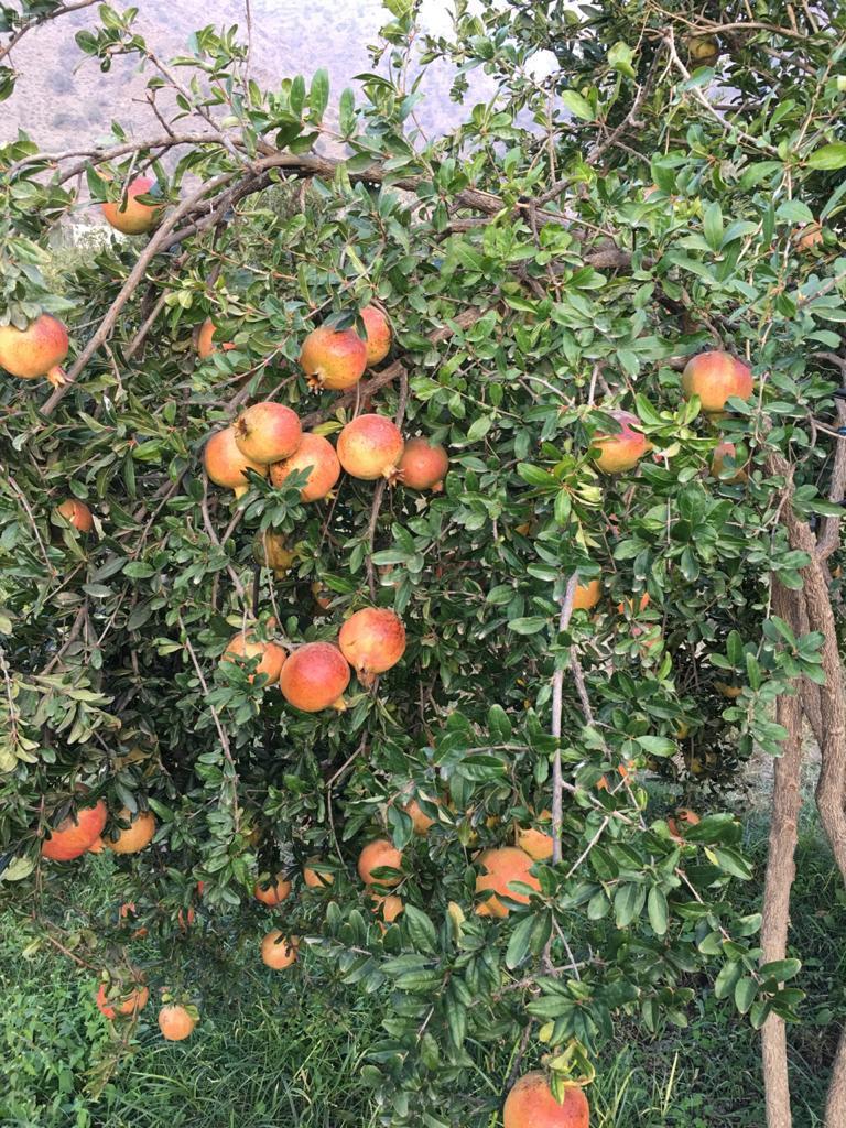 الباحة تزود الأسواق المحلية والإقليمية بـ 30 ألف طن من الرمان 