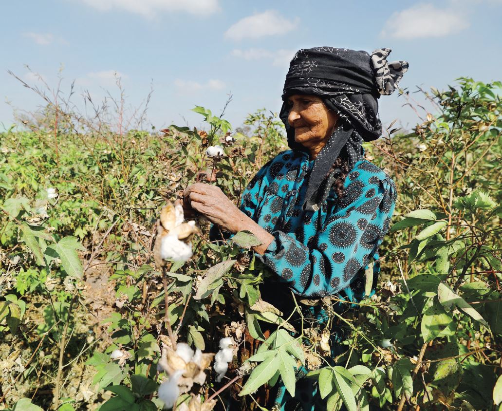 مزارعة 80 عاما تعمل على حصد القطن مقابل خمسة دولارات يوميا 