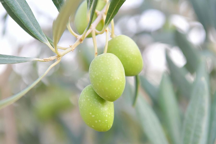 تبوك : معاصر الزيتون تستقبل حصاد 800 ألف شجرة في المنطقة