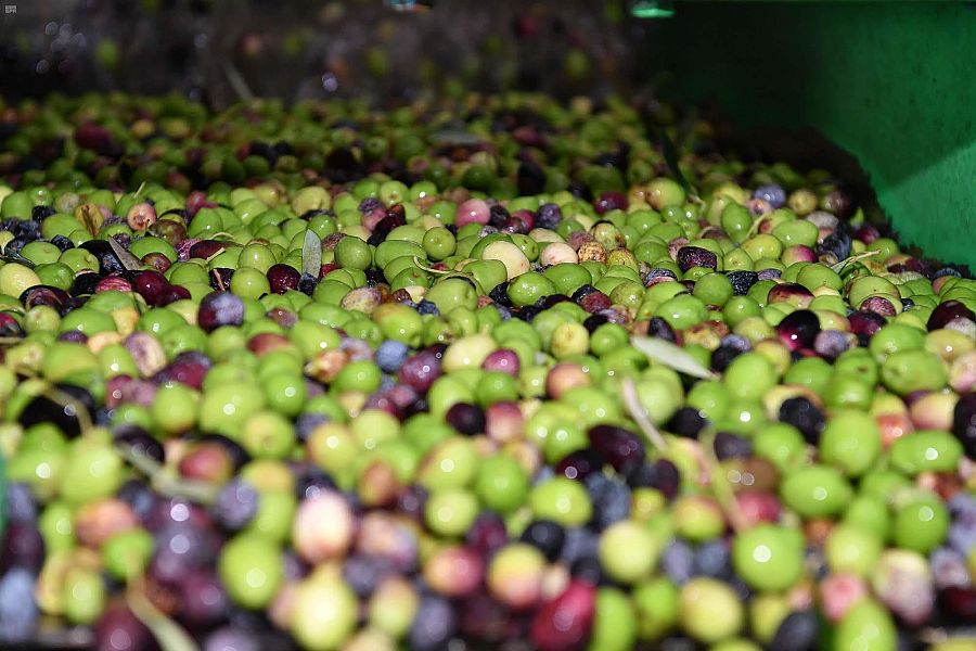 تبوك : معاصر الزيتون تستقبل حصاد 800 ألف شجرة في المنطقة