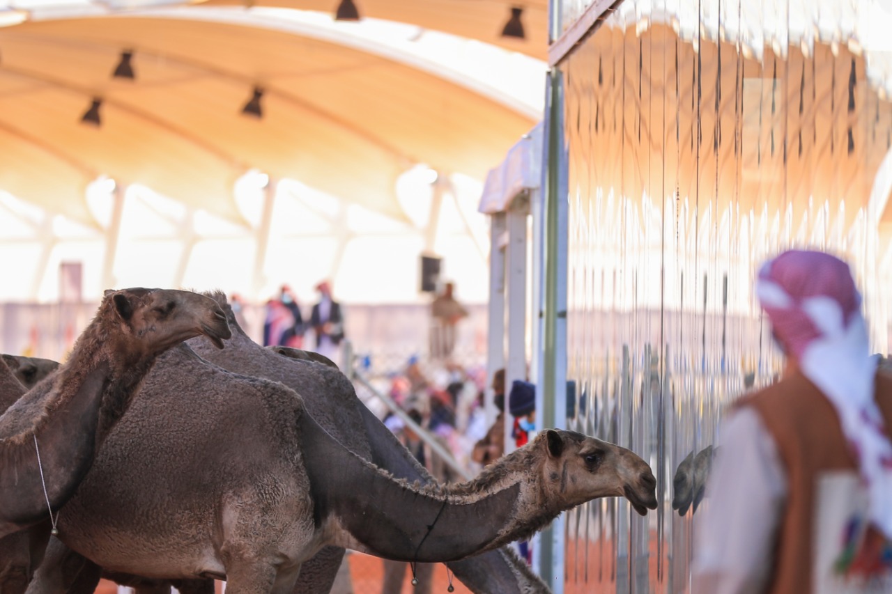 السعودية تقود الحِراك العالمي لتنظيم رعاية "الإبل"