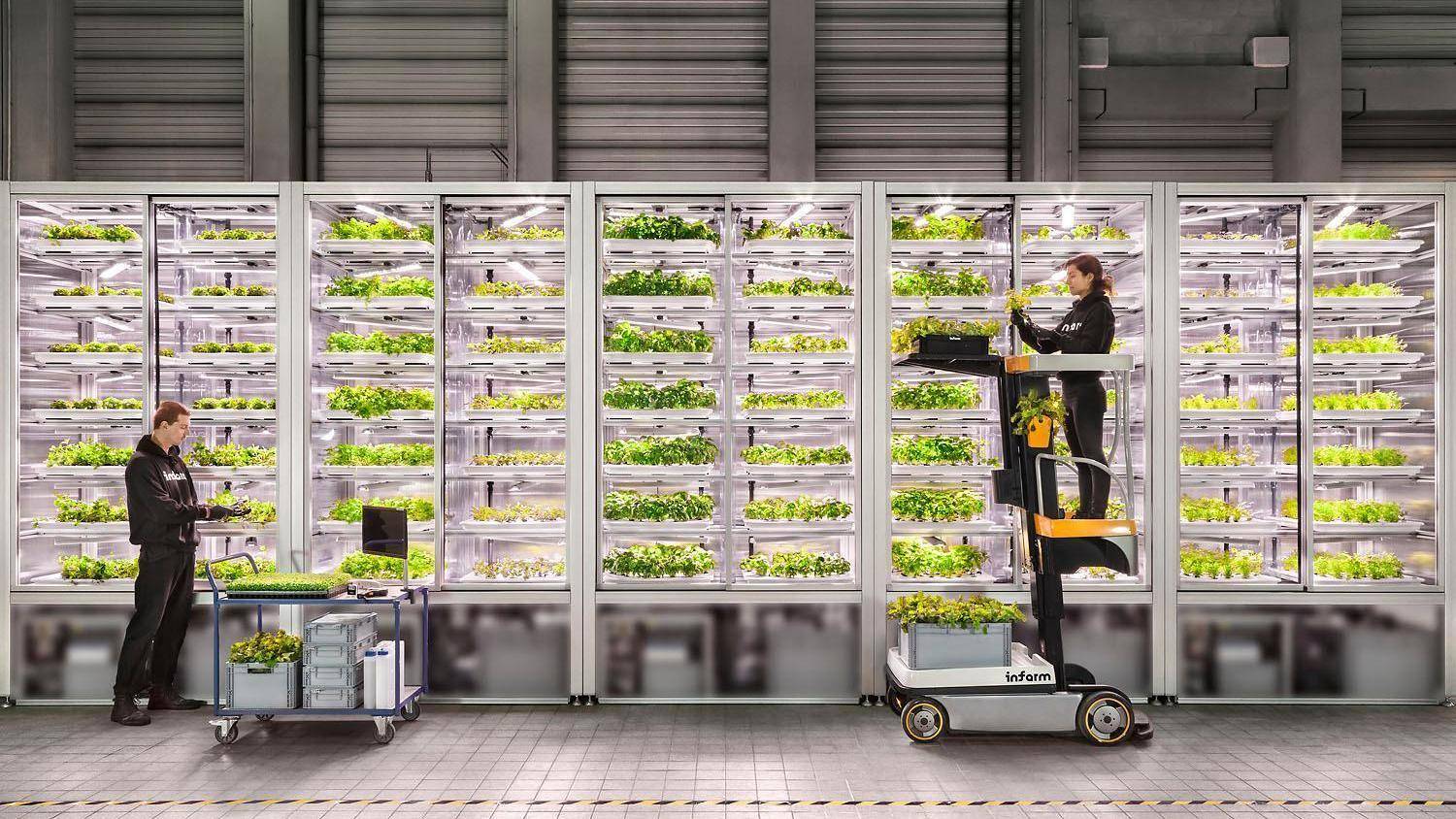 تتوقع دراسة أن تصل المبيعات السنوية للزراعة العمودية إلى 1.5 مليار دولار بحلول 2030، صعودا من 700 مليون حاليا.