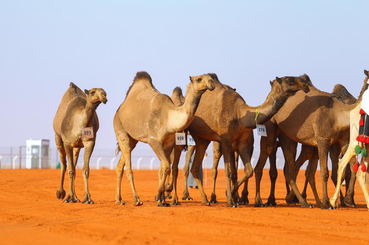 الكويتيون يخطفون 10 مراكز في مهرجان الملك عبدالعزيز للإبل
