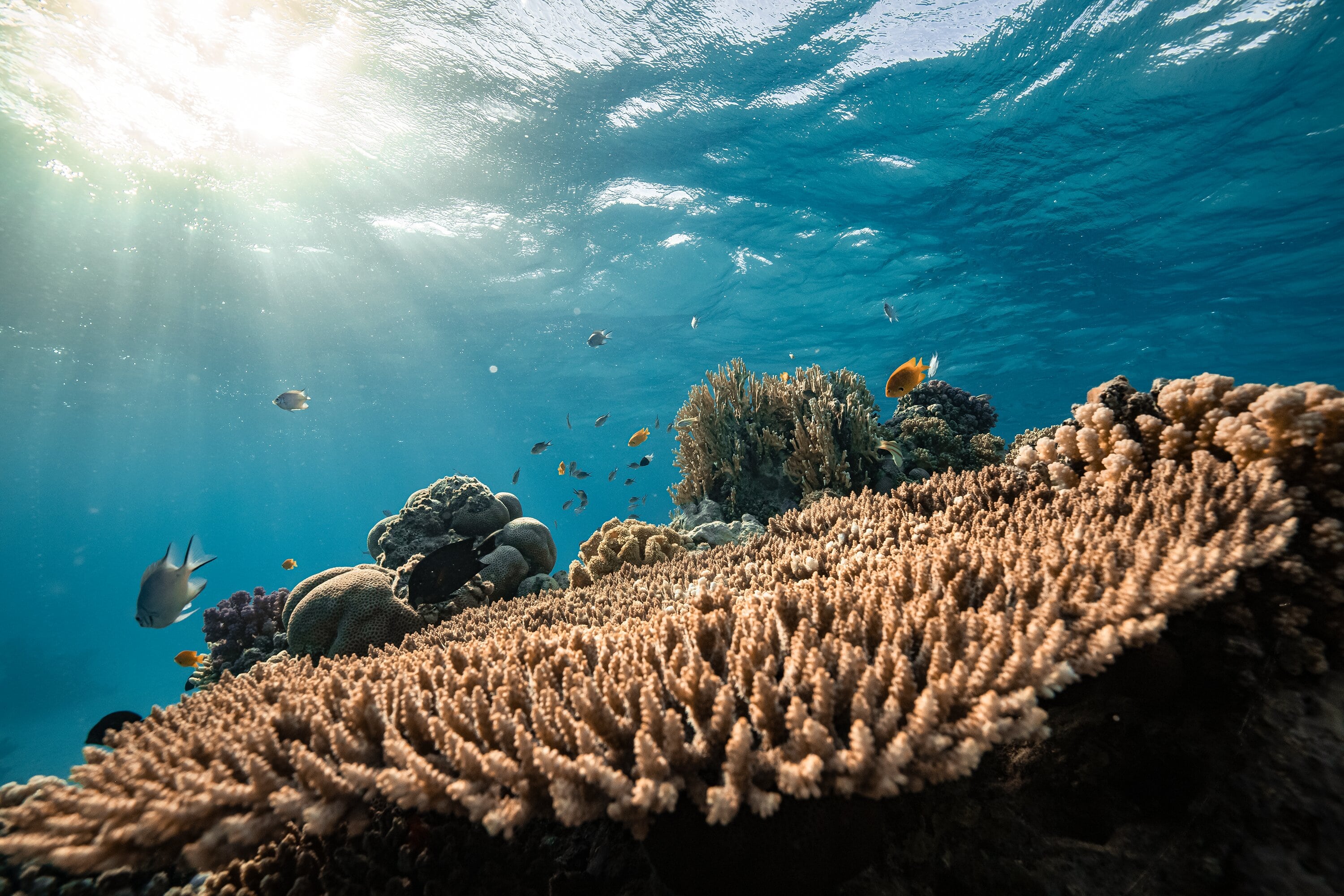 "ذا لاين" .. مدينة مليونية في نيوم تحاكي الطبيعة دون ضجيج وكربون