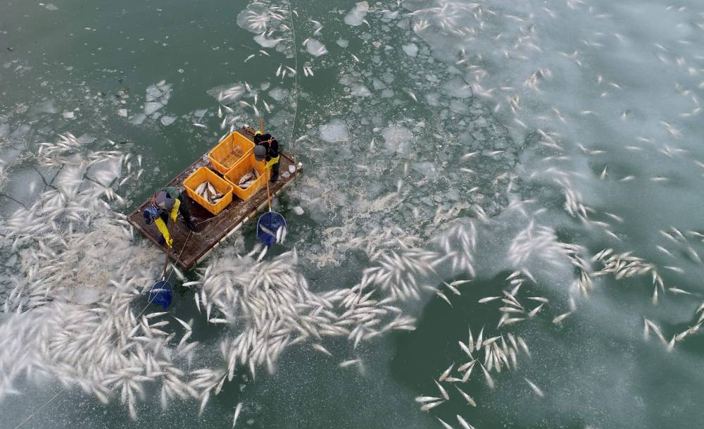 عاملان يجمعان أسماك البوري الميتة بسبب انخفاض درجات الحرارة في مقاطعة موان في كوريا الجنوبية. "الفرنسية"