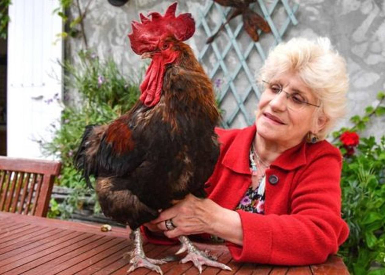 الديك موريس مع صاحبته كورين فيسو.