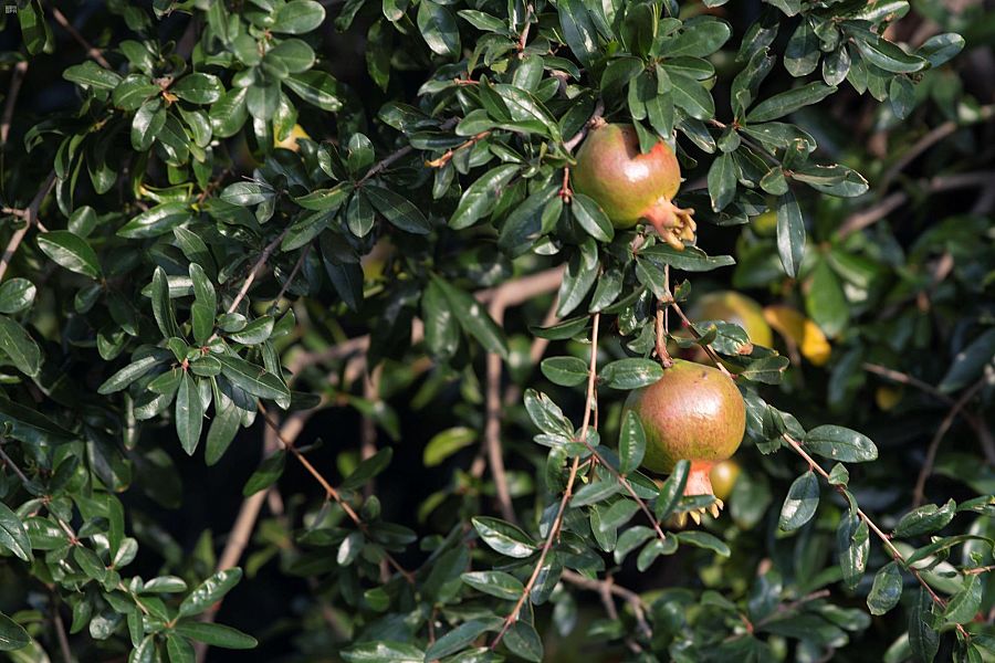 الطائف .. الطبيعة والتاريخ في "شتاء السعودية"
