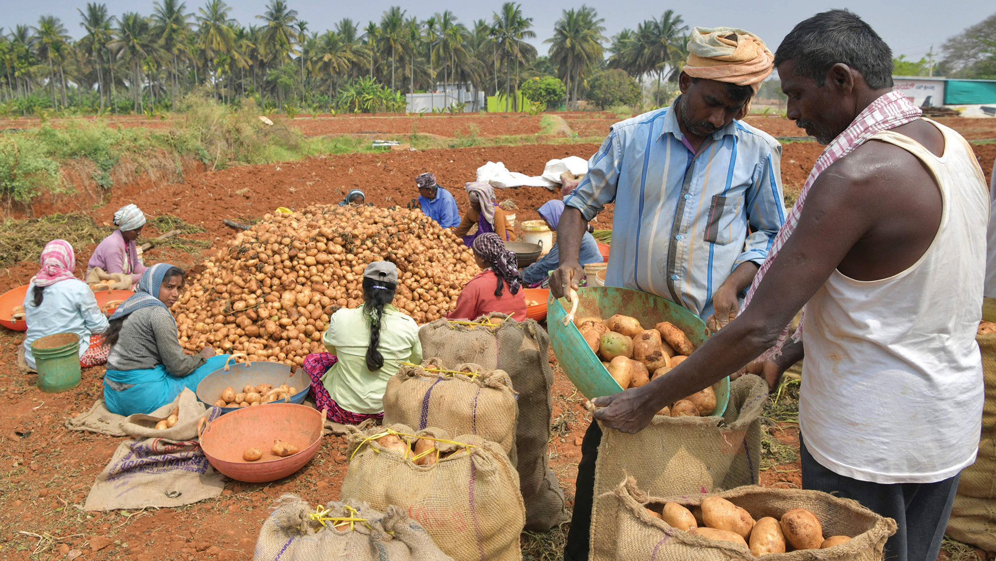 مزارعون يجمعون محصول البطاطس في مزرعة في مدينة بنجالور الهندية