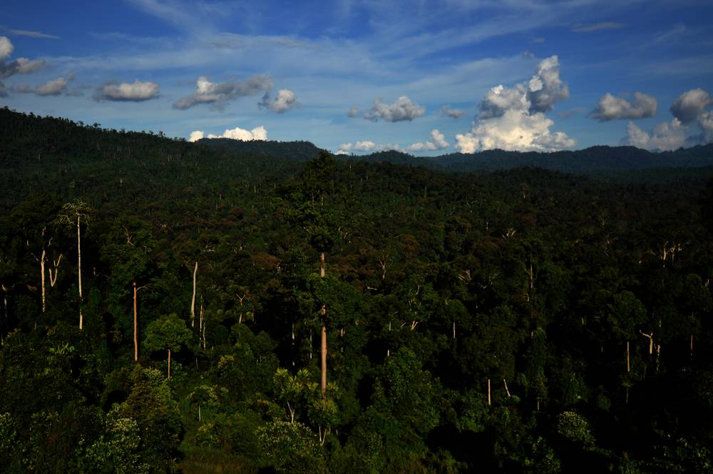 خسائر الغابات الاستوائية تعد بمثابة حال طوارئ مناخية.