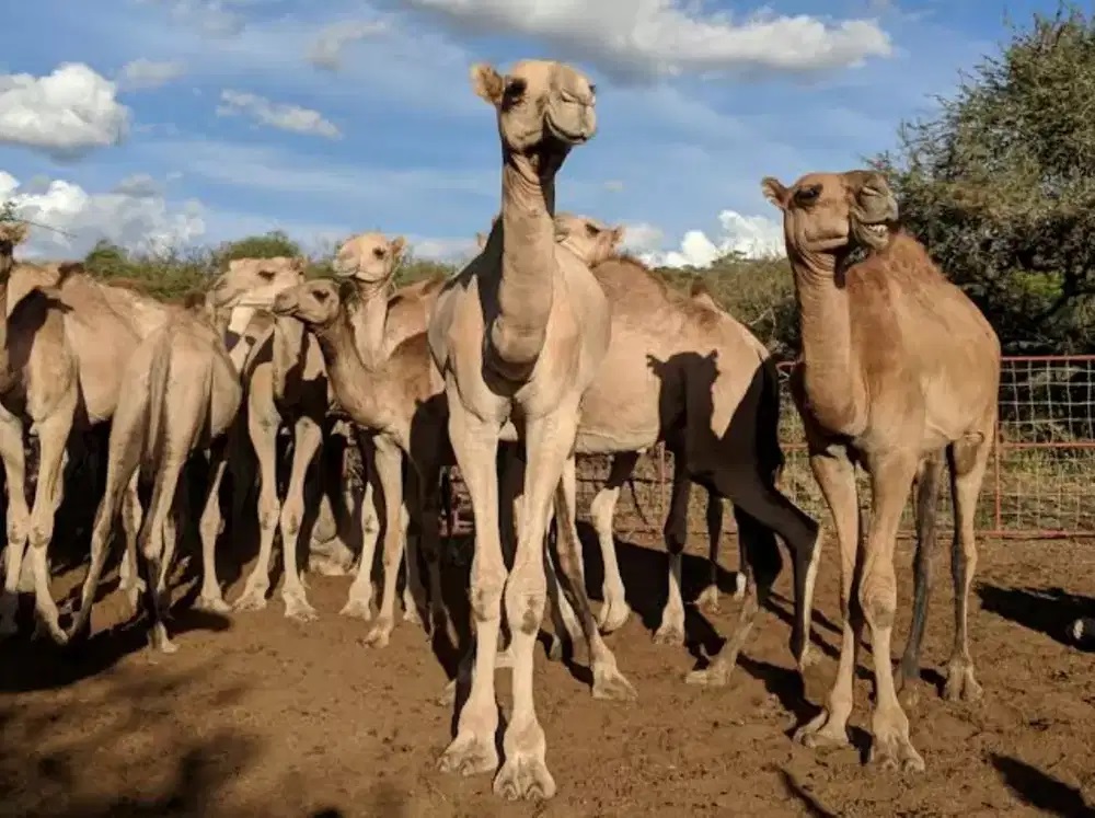 مخاوف في كينيا.. الجمال قد تتسبب بالجائحة العالمية المقبلة