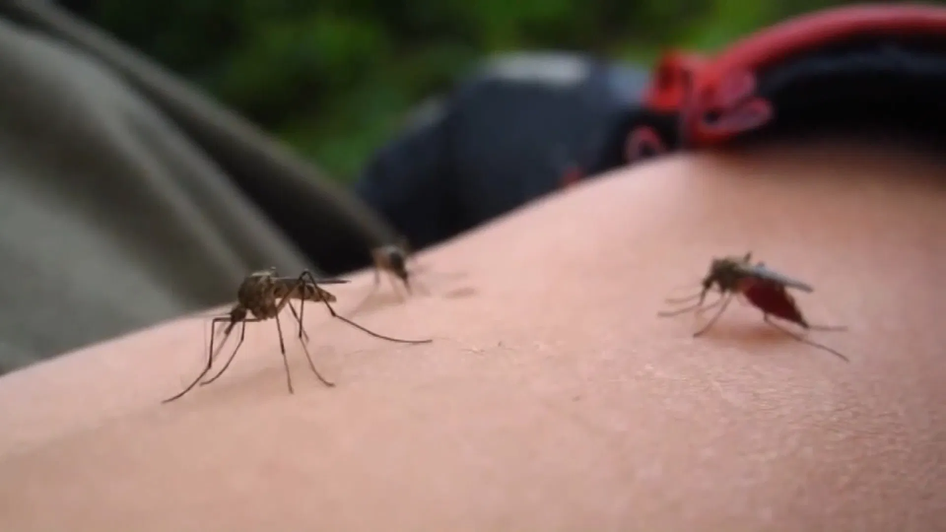 الصحة العالمية: بيانات لقاح الملاريا في إفريقيا واعدة