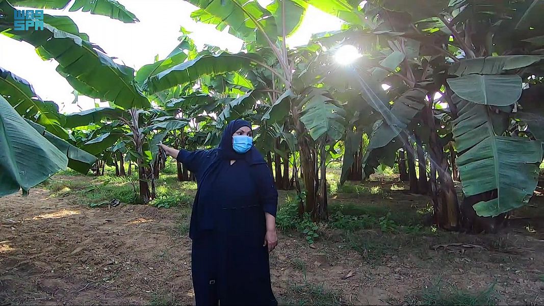 سيدة سعودية تقود المملكة للمنافسة العالمية في زراعة الموز