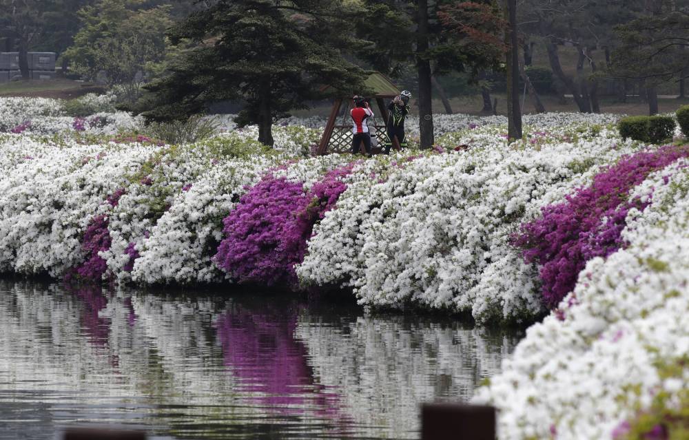 شخصان يلتقطان صورا تذكارية بالقرب من حديقة الزهور في مدينة جويانج في كوريا الجنوبية. "أ ب"