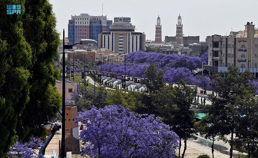 ربيع "الجاكرندا" يجذب زوار أبها