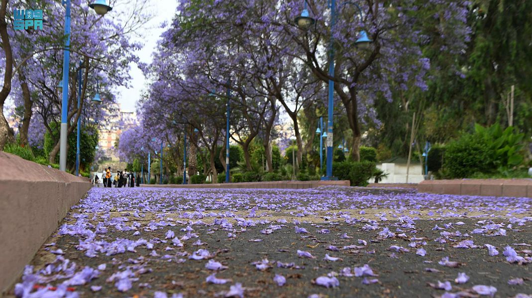 ربيع "الجاكرندا" يجذب زوار أبها