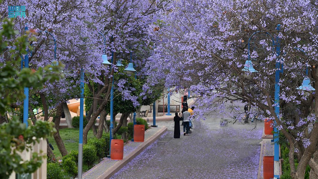 ربيع "الجاكرندا" يجذب زوار أبها