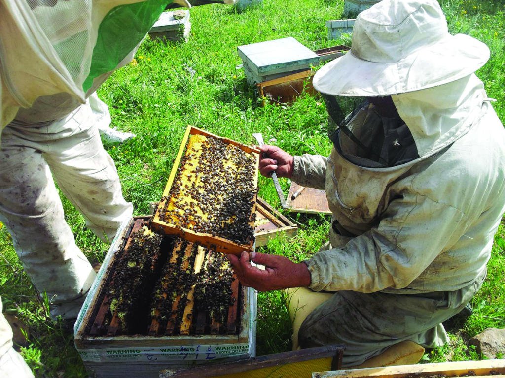 السعودية تنتج ما يزيد عن 5 آلاف طن من العسل سنويا .. يتجاوز عدد الخلايا مليون طائفه