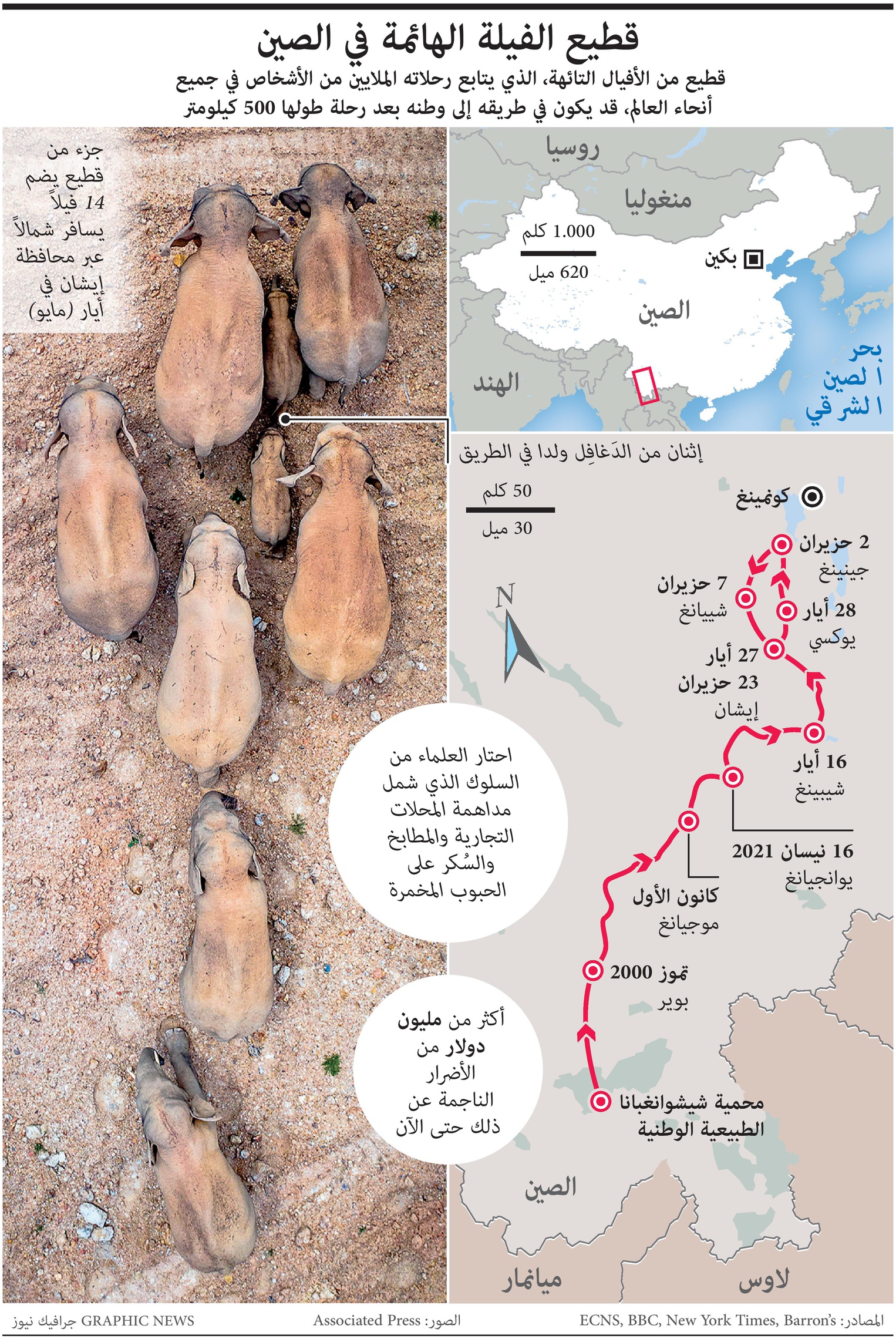 قطيع فيلة هائم في الصين يتسبب بخسائر تجاوزت مليون دولار