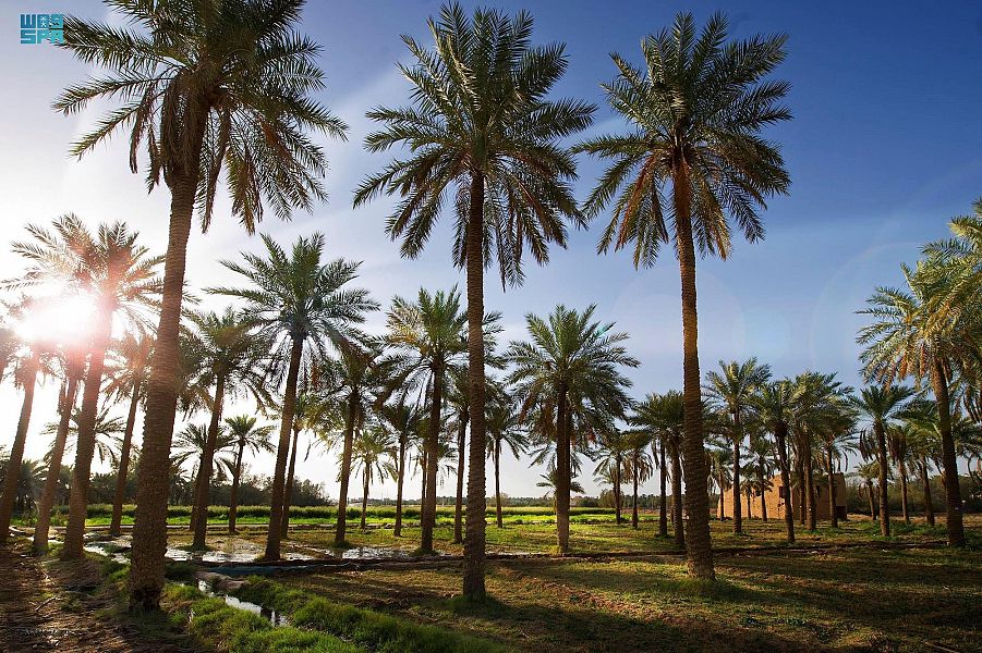 السعودية الثانية عالميا في إنتاج التمور بـ 1.5 مليون طن