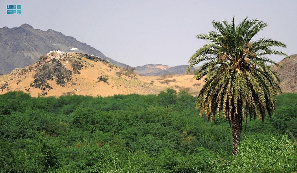 السعودية الثانية عالميا في إنتاج التمور بـ 1.5 مليون طن