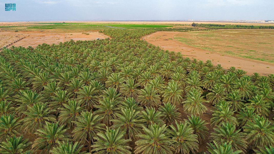 السعودية الثانية عالميا في إنتاج التمور بـ 1.5 مليون طن