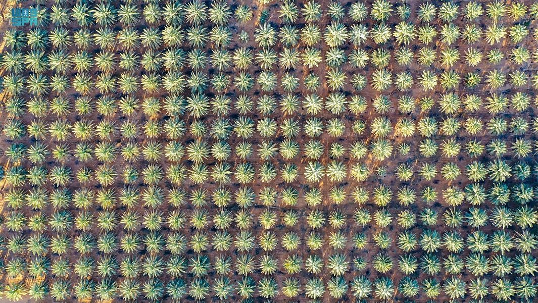 السعودية الثانية عالميا في إنتاج التمور بـ 1.5 مليون طن