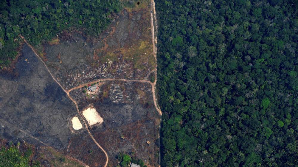 عودة الغابات الاستوائية يستغرق قرون، ويؤدي إزالتها إلى خسارة فادحة في التنوع البيولوجي.