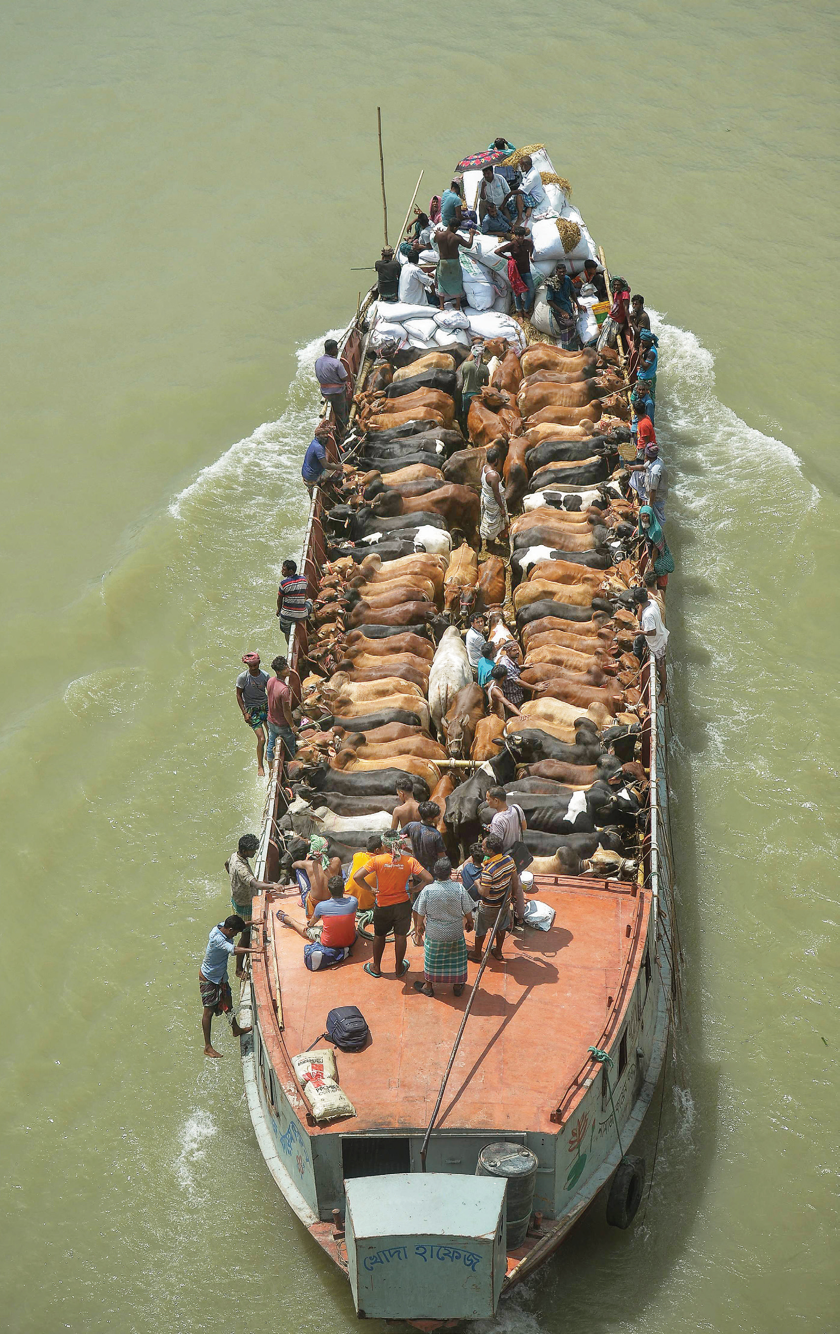 باعة ينقلون أضاحي على متن قارب لبيعها في سوق في العاصمة البنجلادشية دكا