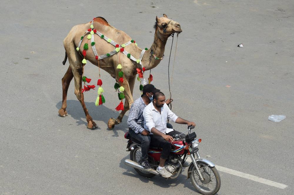 باكستانيان على دراجة نارية يجران جملا إلى البيت بعد شرائه من سوق ماشية في لاهور قبل عيد الأضحى. "الفرنسية"