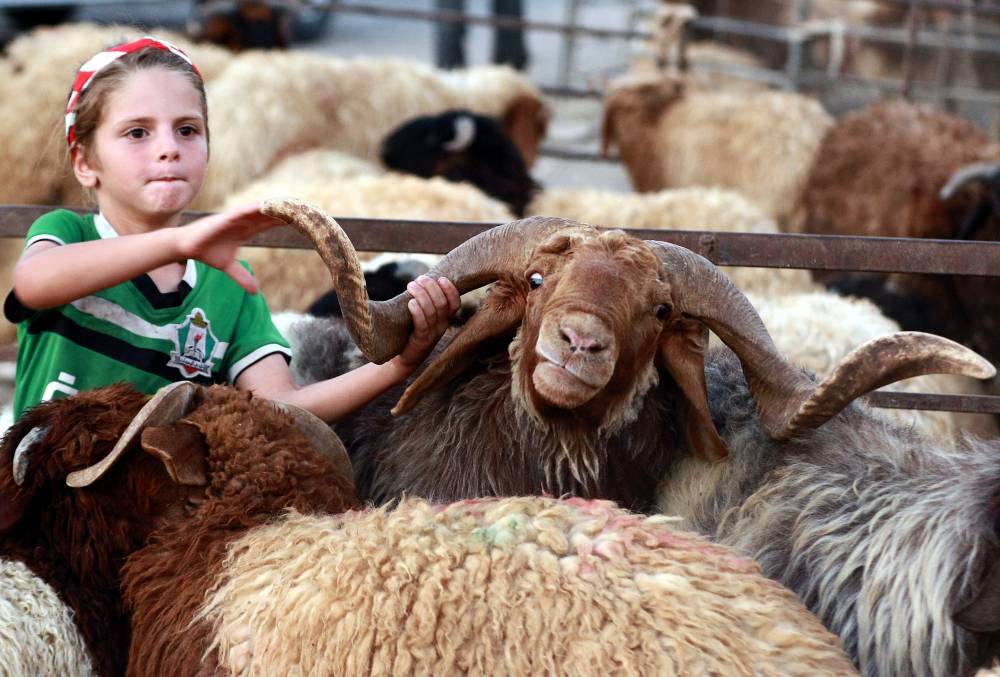 طفلة أردنية تجلس وسط الأضاحي في سوق للماشية في عمان."الفرنسية"