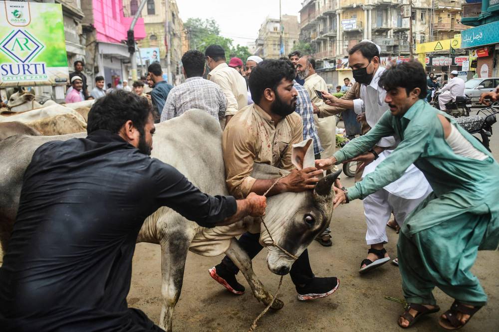 باكستانيون يحاولون السيطرة على الأضحية لذبحها في كراتشي."الفرنسية"