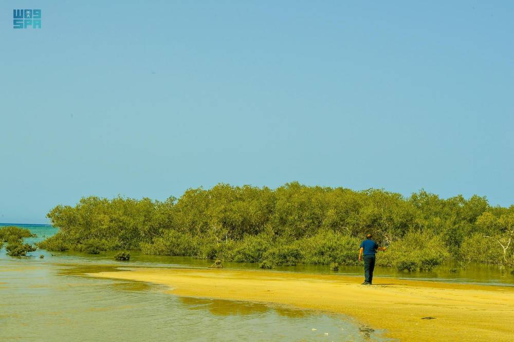 تعد نباتات المانجروف محاضن لأنواع كثيرة من الحيوانات والطيور. "واس"