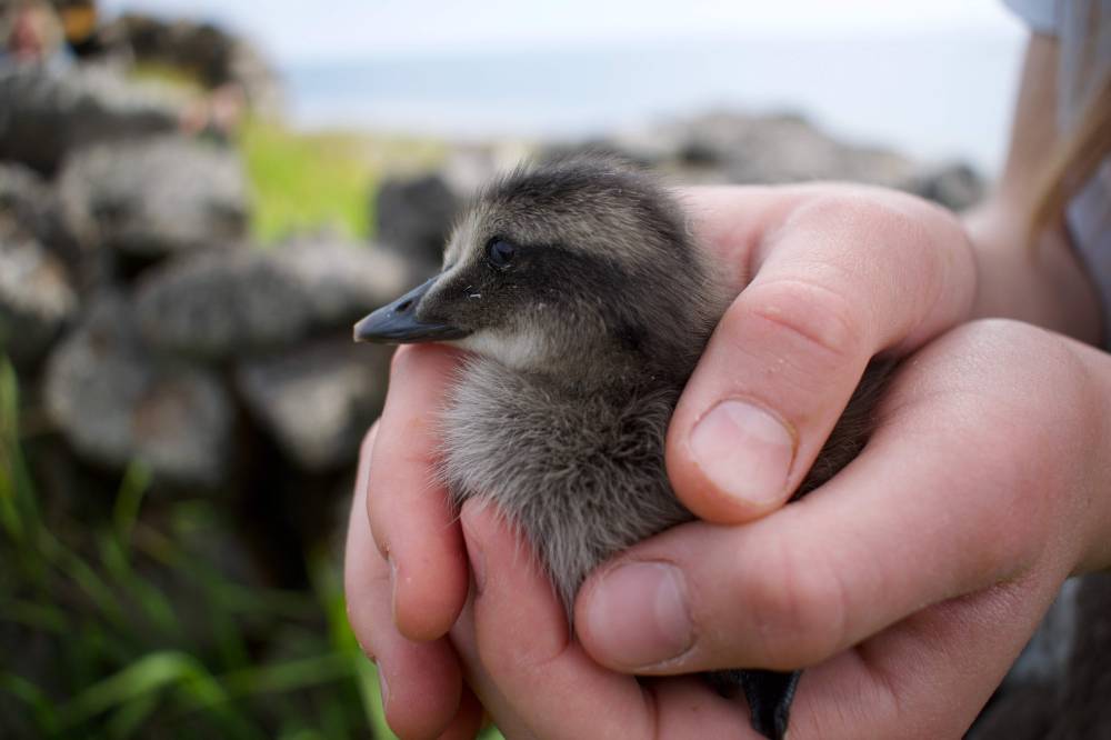 «مركز الملك سلمان» يبدأ استقبال المشاريع البحثية للإعاقة لعام 2020