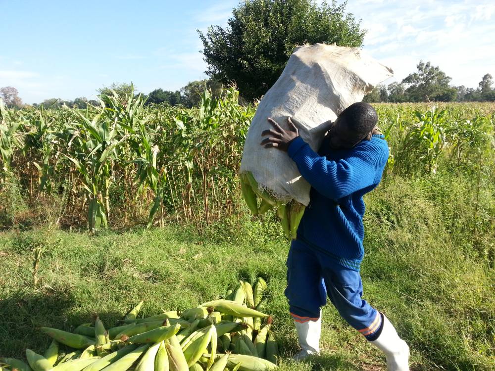 دراسة: مئات الملايين يعيشون على أراض مهددة بارتفاع منسوب البحار بحلول 2050