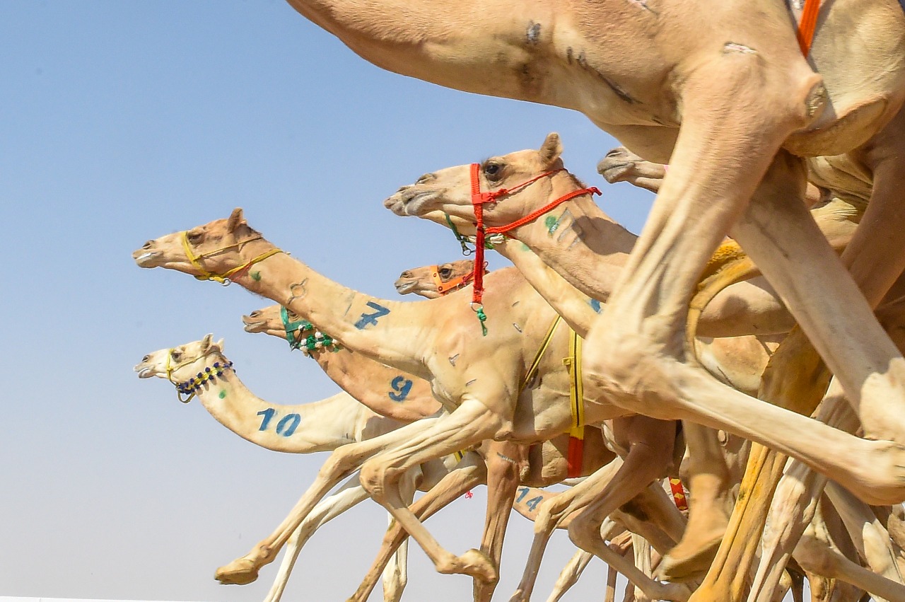 900 ألف ريال لتغذية المطايا المشاركة في مهرجان ولي العهد.. يوميا