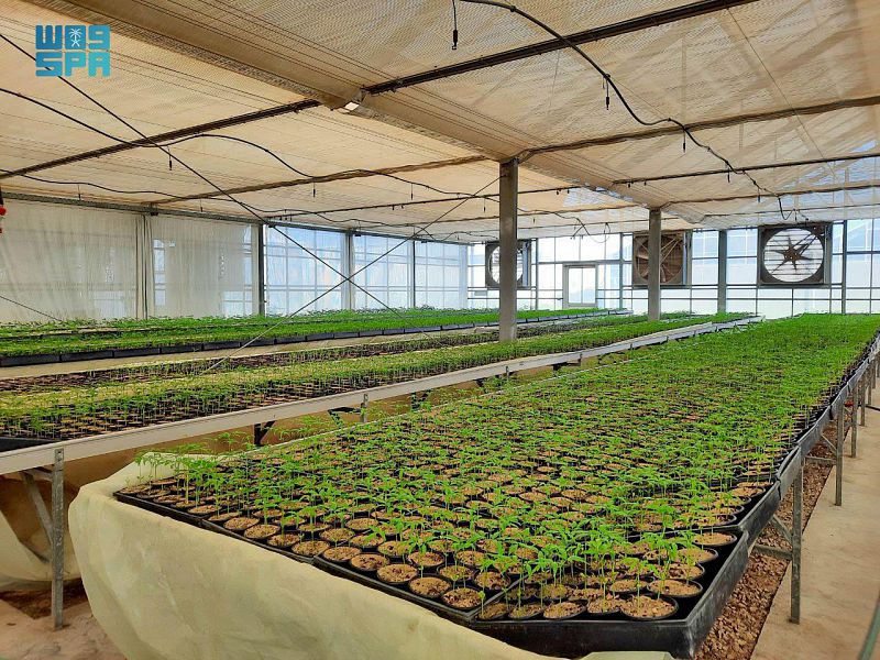 مليونا نبتة ينتجها مشتل الهيئة الملكية بالجبيل الصناعية سنويا