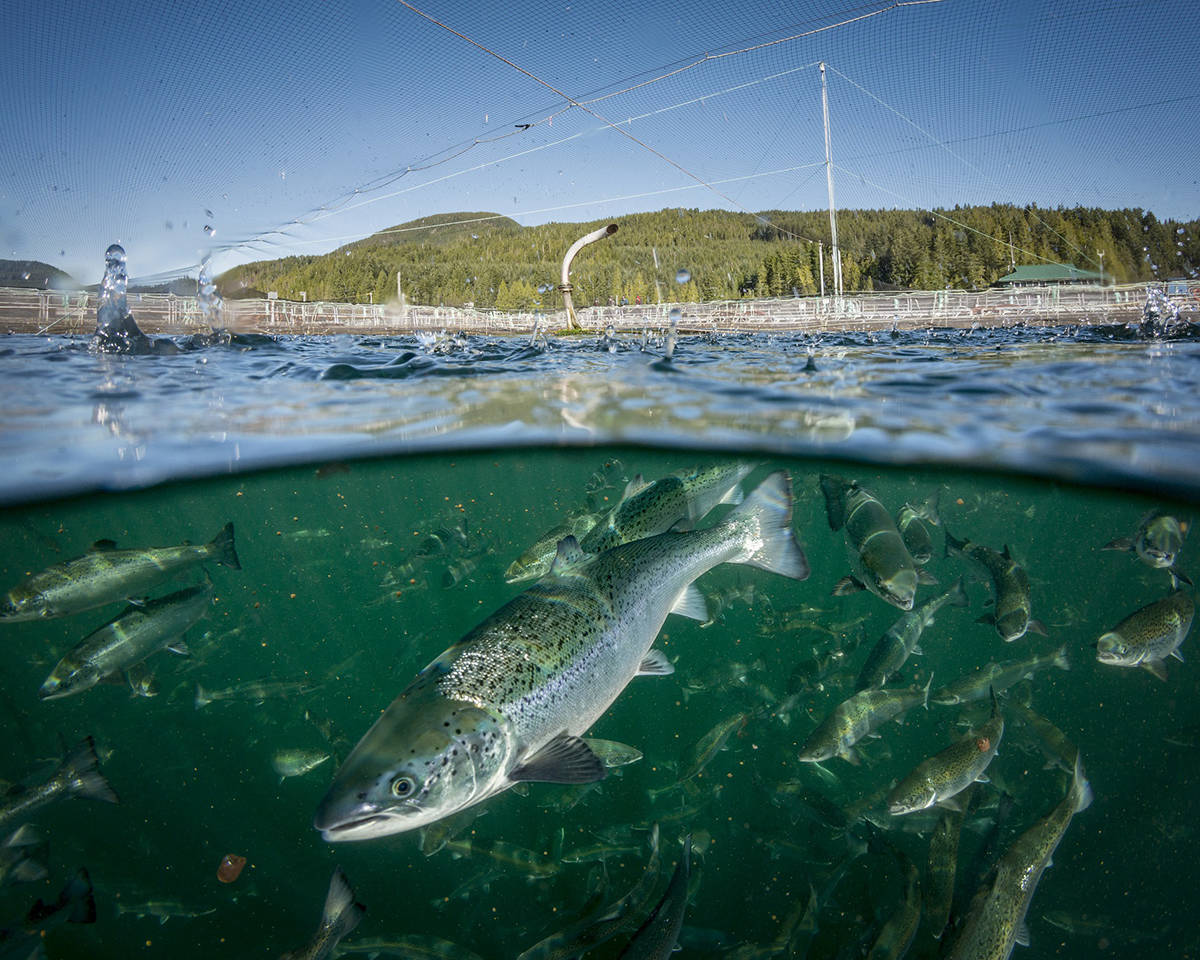 "سال مار" تعرض شراء "رويال سلمون" مقابل 1.3 مليار دولار