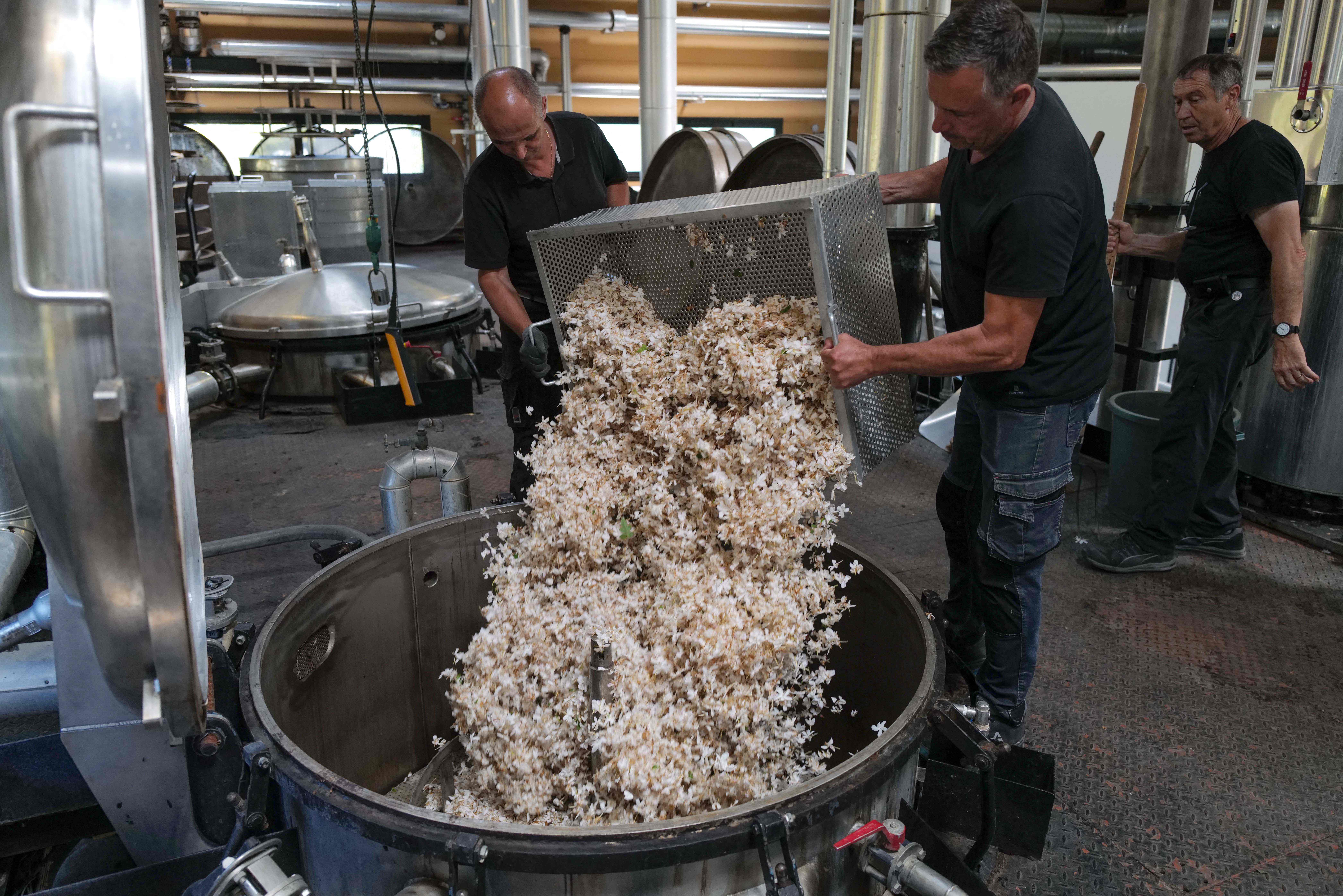 من أجل عطورها الشهيرة .. شانيل تشتري المزيد من حقول الياسمين