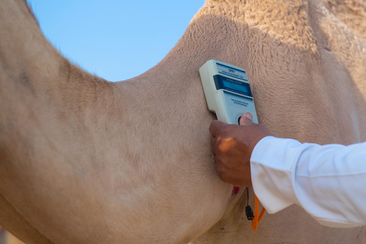 تقنيات عالمية في مهرجان ولي العهد للهجن .. تركيب 5 آلاف شريحة إلكترونية جديدة خلال 7 أيام