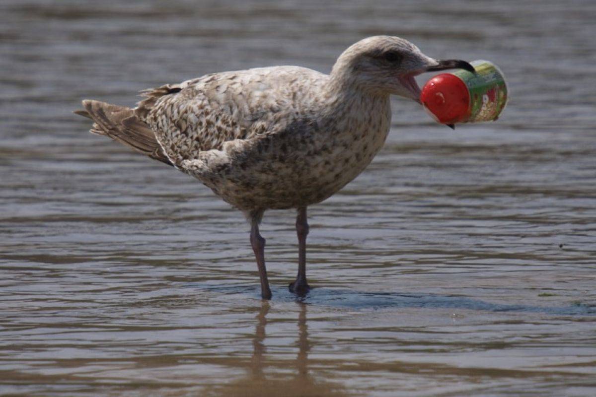 تراجع إنتاج أوبك في ديسمبر وسط زيادة التزام العراق ونيجيريا