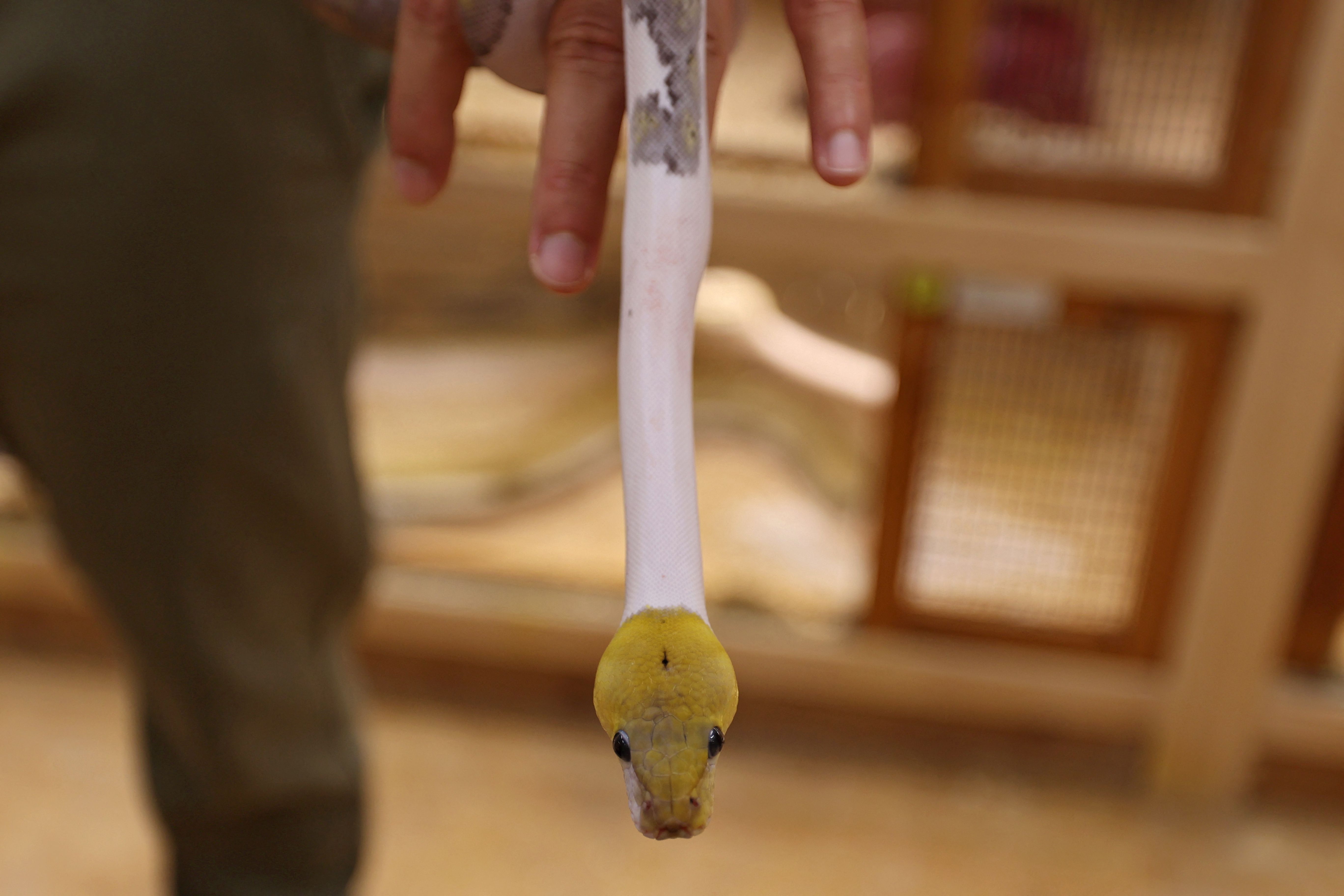 رغم خطورة الأمر .. سعودي يحترف تهجين الثعابين في منزله