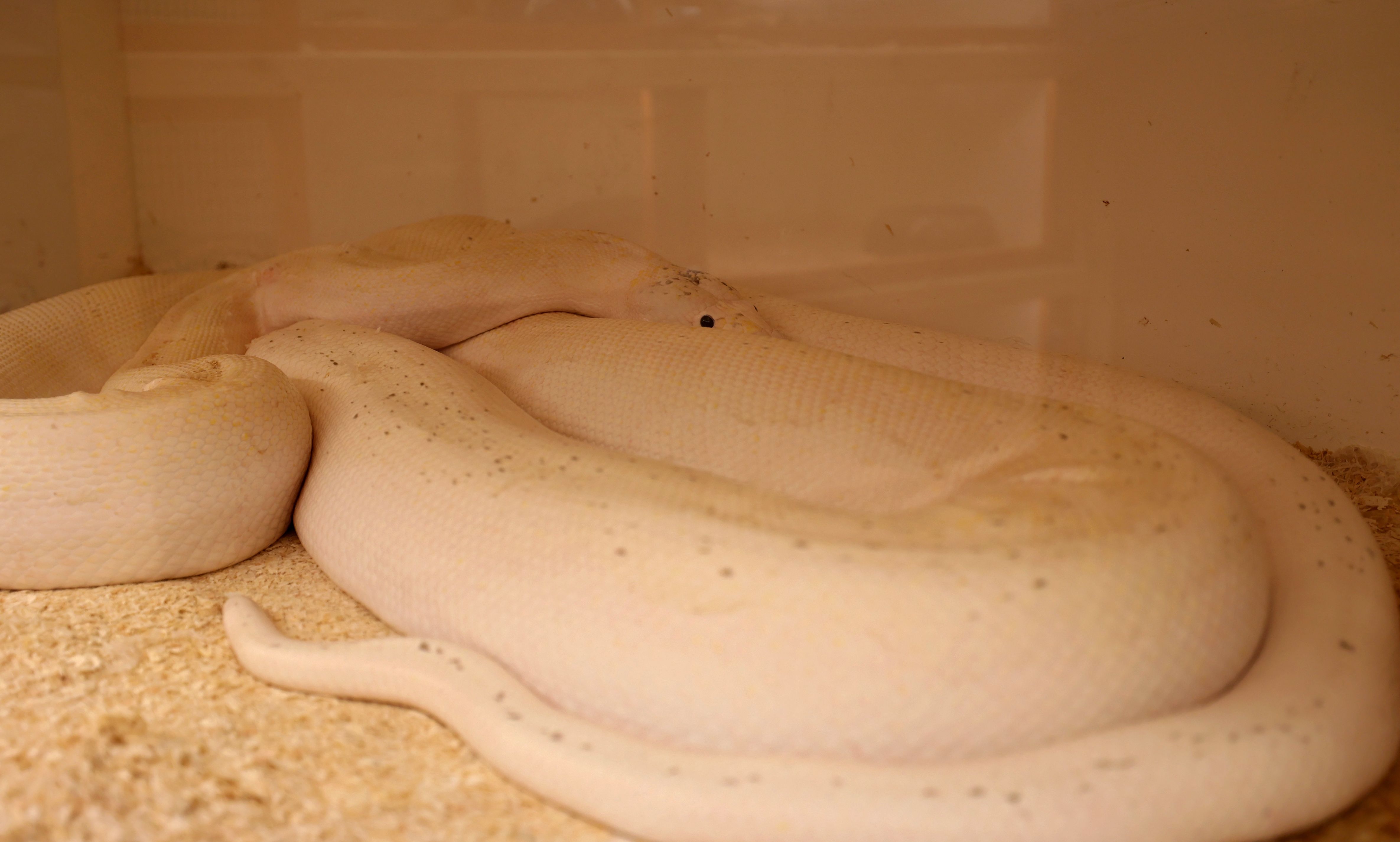 رغم خطورة الأمر .. سعودي يحترف تهجين الثعابين في منزله