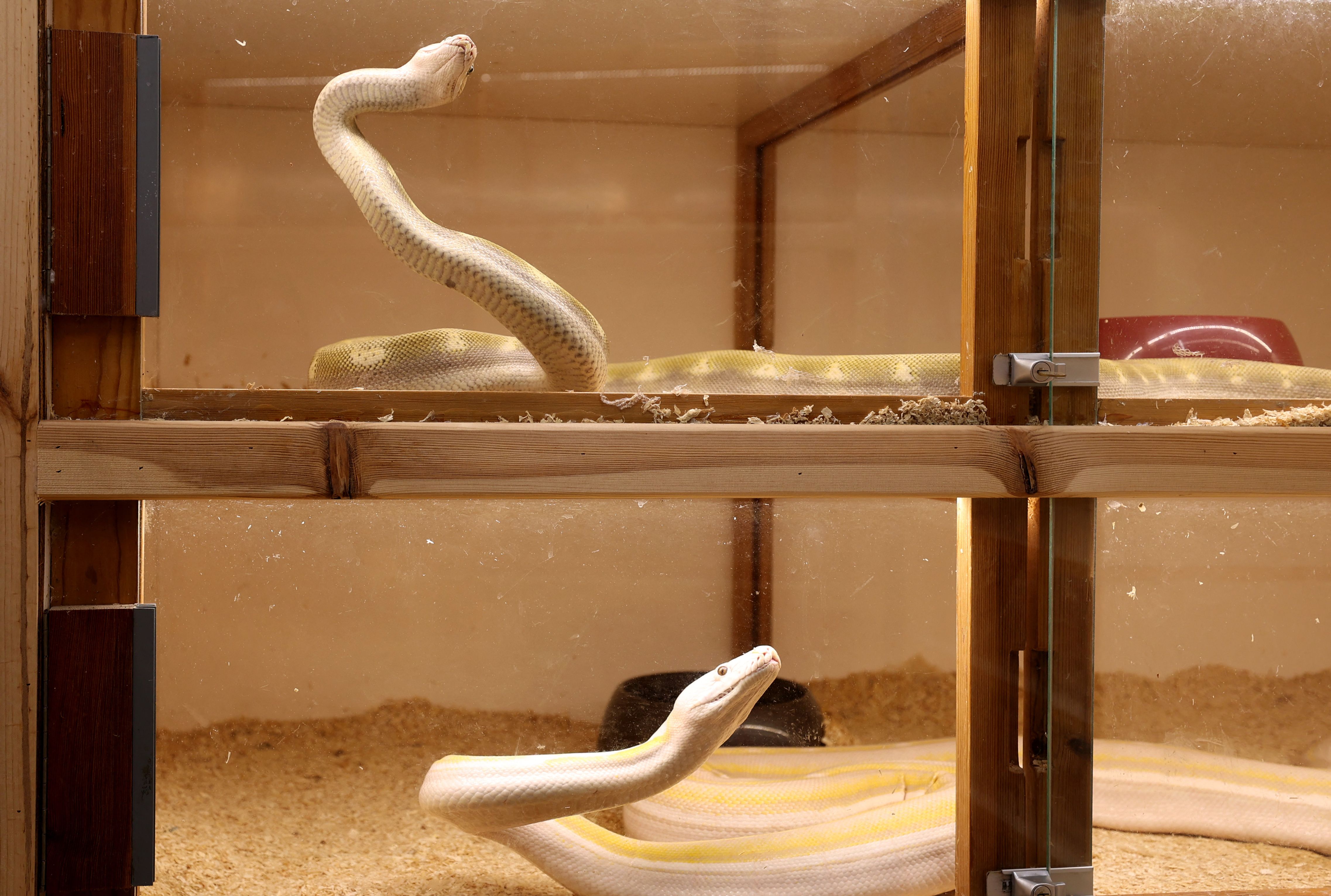 رغم خطورة الأمر .. سعودي يحترف تهجين الثعابين في منزله