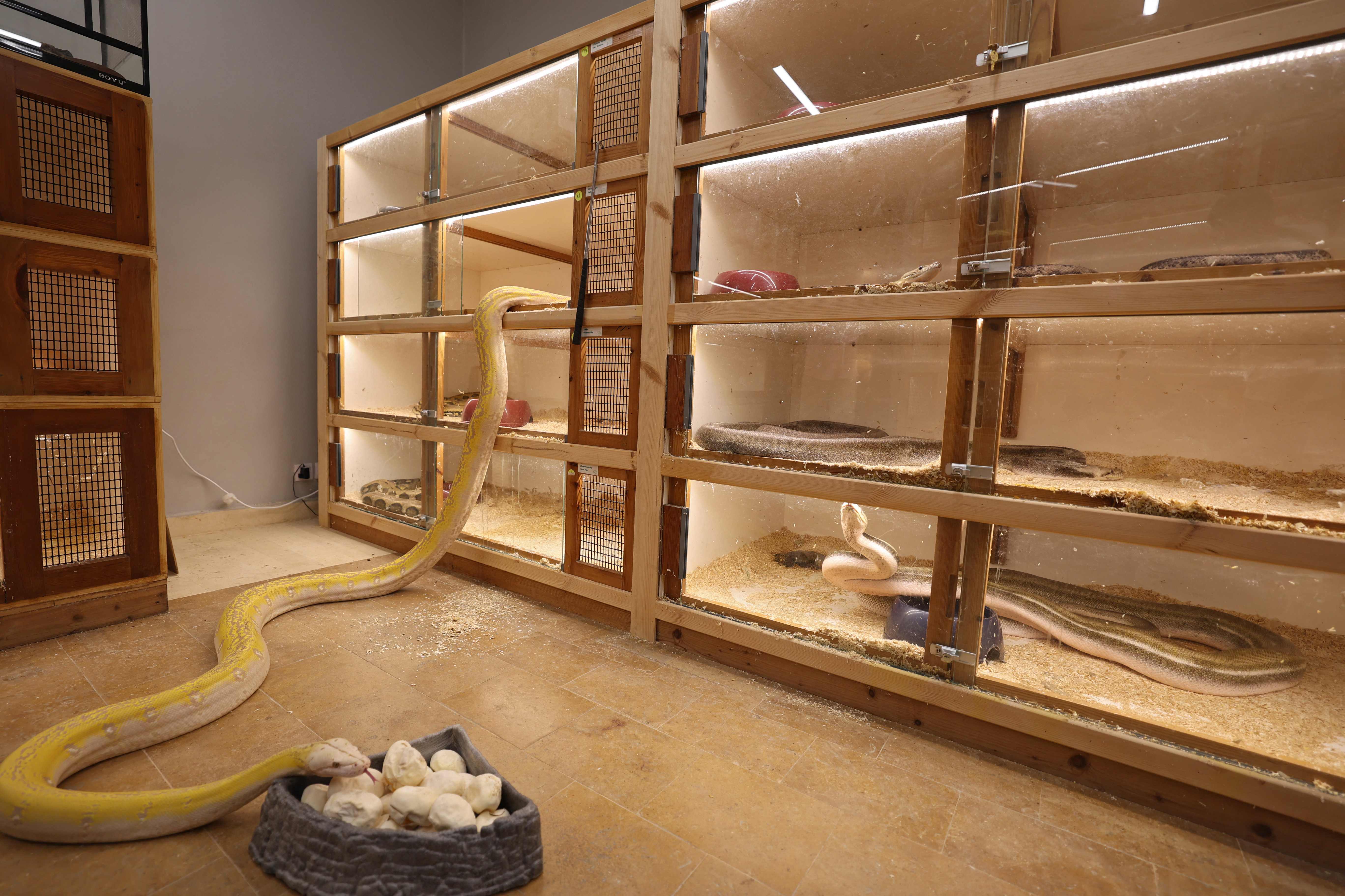 رغم خطورة الأمر .. سعودي يحترف تهجين الثعابين في منزله