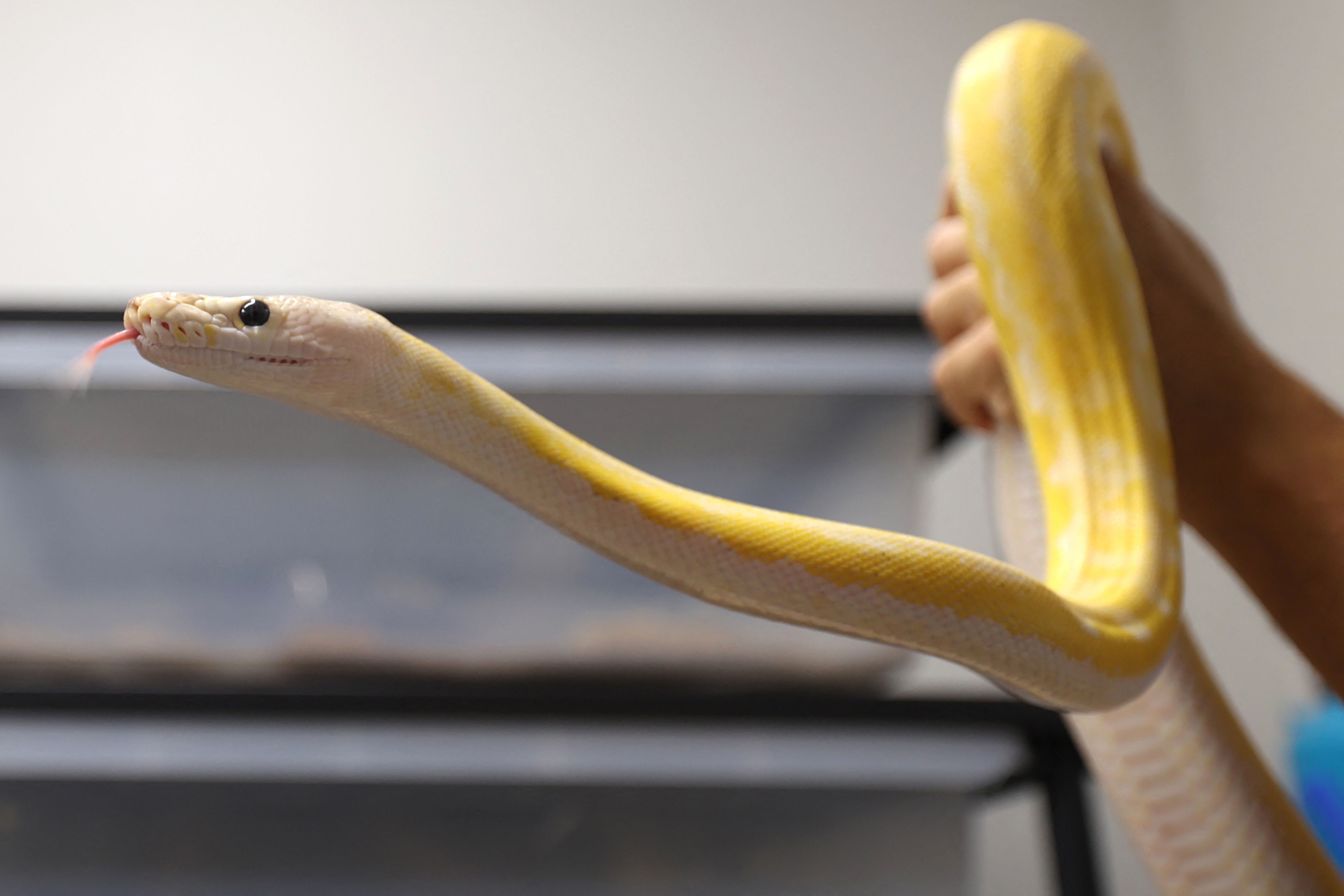 رغم خطورة الأمر .. سعودي يحترف تهجين الثعابين في منزله