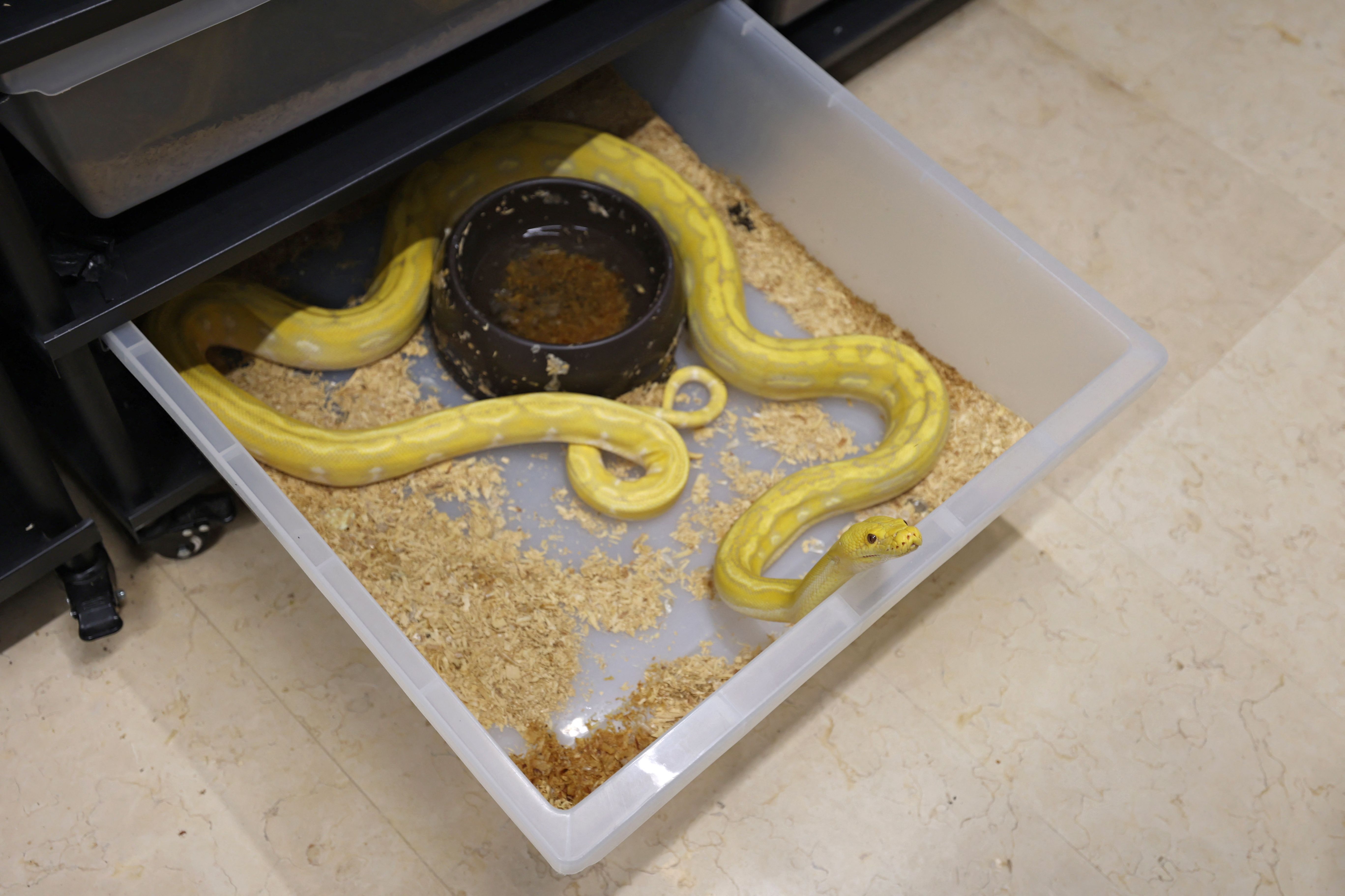 رغم خطورة الأمر .. سعودي يحترف تهجين الثعابين في منزله