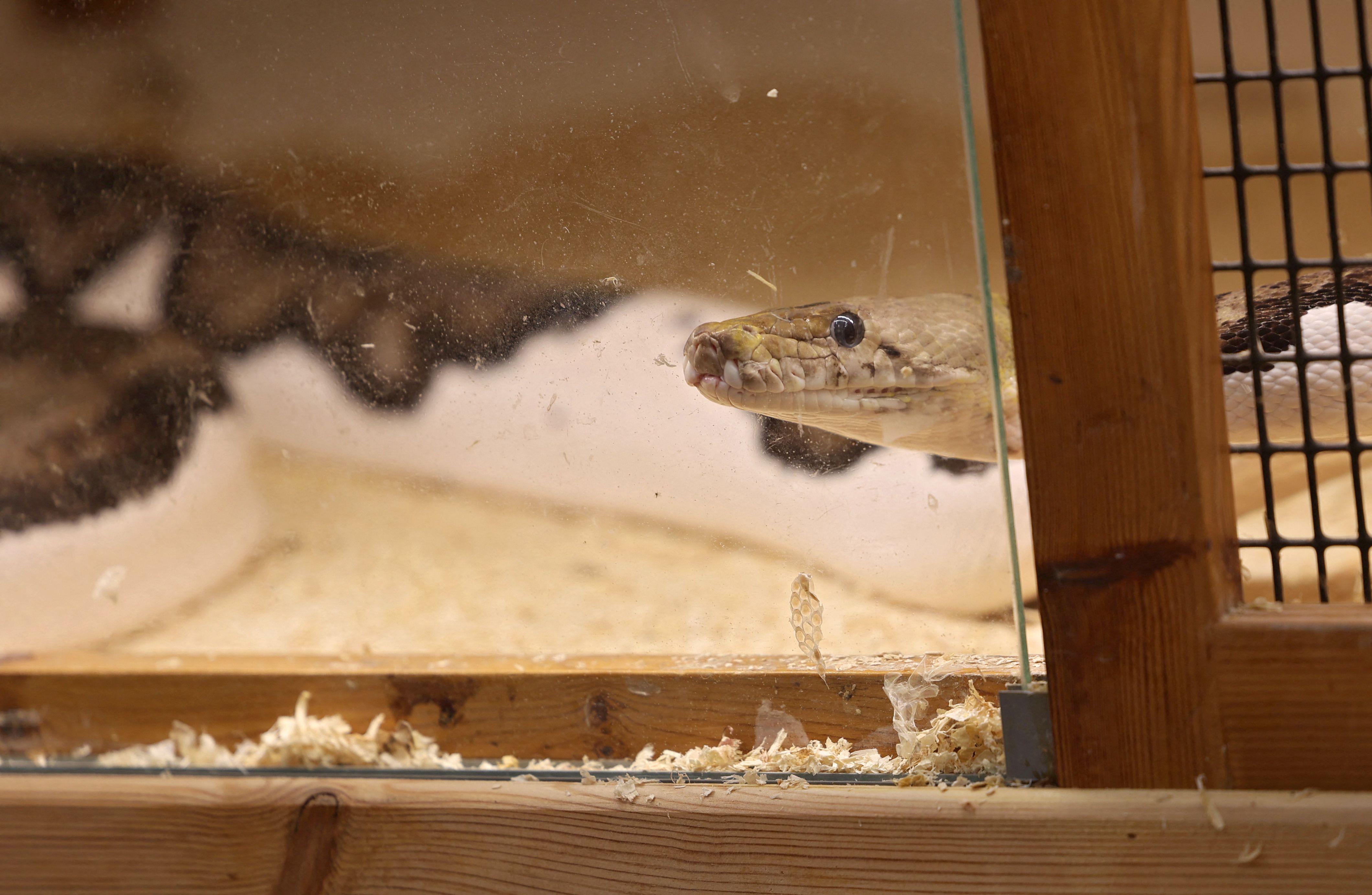 رغم خطورة الأمر .. سعودي يحترف تهجين الثعابين في منزله